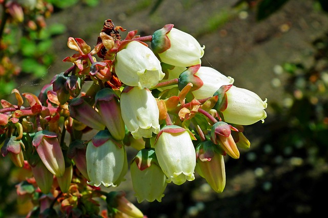 serviceberry amelanchier boreal forest medicinal plants