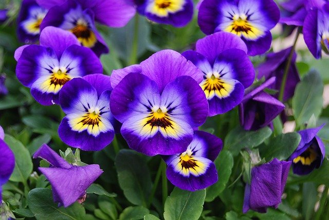 Violet viola L. boreal forest medicinal plant