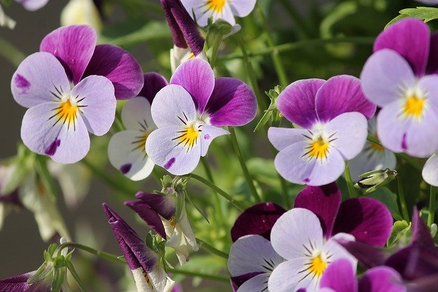 Violet viola L. boreal forest medicinal plant