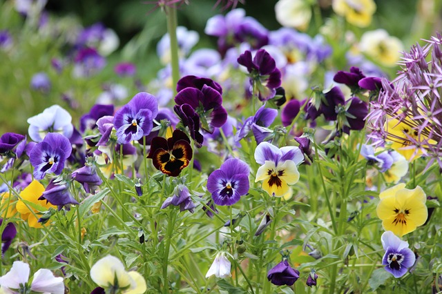 Violet viola L. boreal forest medicinal plant