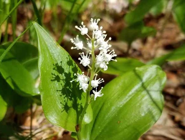 Wild lily of the valley maianthemum canadense boreal forest medicinal plant