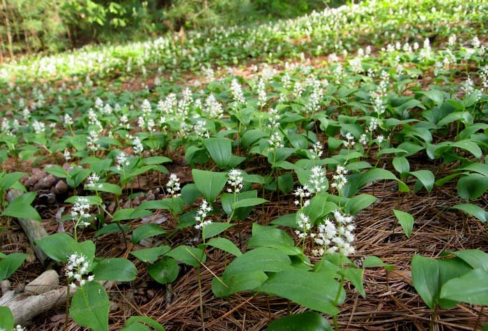 Wild lily of the valley maianthemum canadense boreal forest medicinal plant
