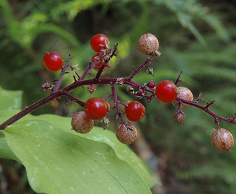 Wild lily of the valley maianthemum canadense boreal forest medicinal plant