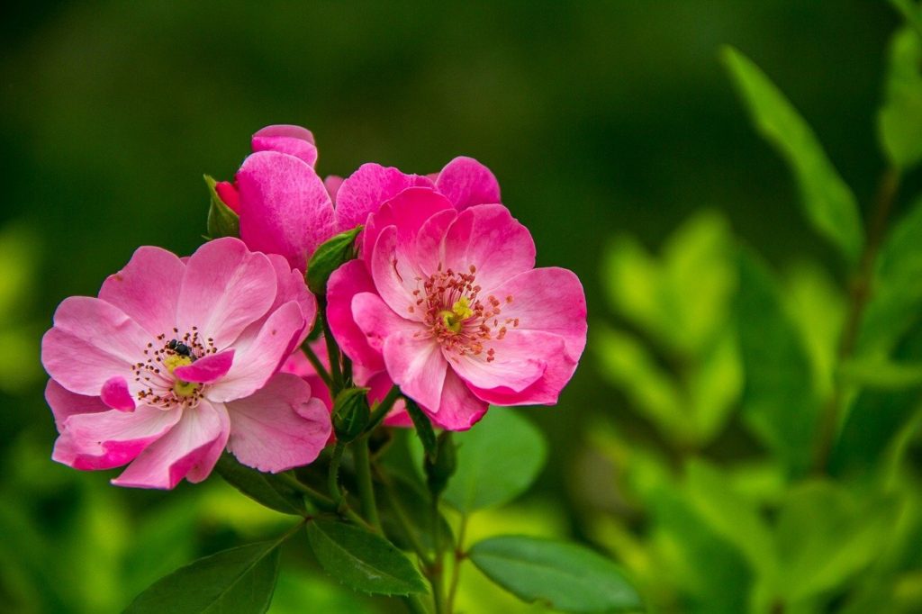 Wild rose rosa acicularis boreal forest medicinal plants