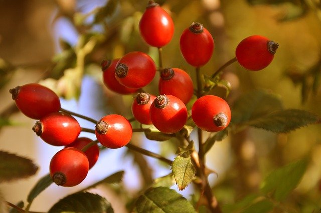 Wild rose rosa acicularis boreal forest medicinal plants