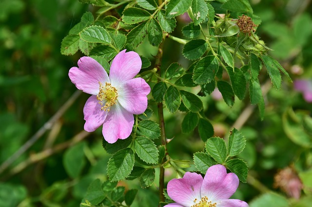 Wild rose rosa acicularis boreal forest medicinal plants