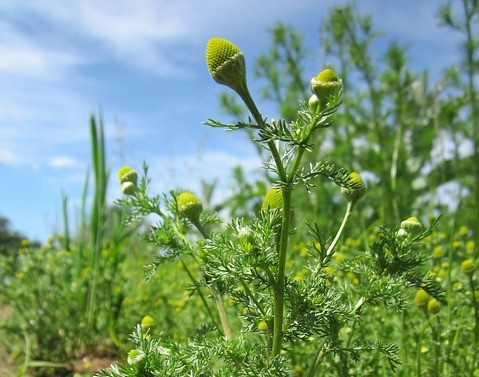 Wild chamomile matricaria discoidea boreal forest medicinal plant
