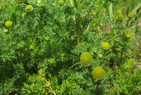 Wild chamomile matricaria discoidea boreal forest medicinal plant