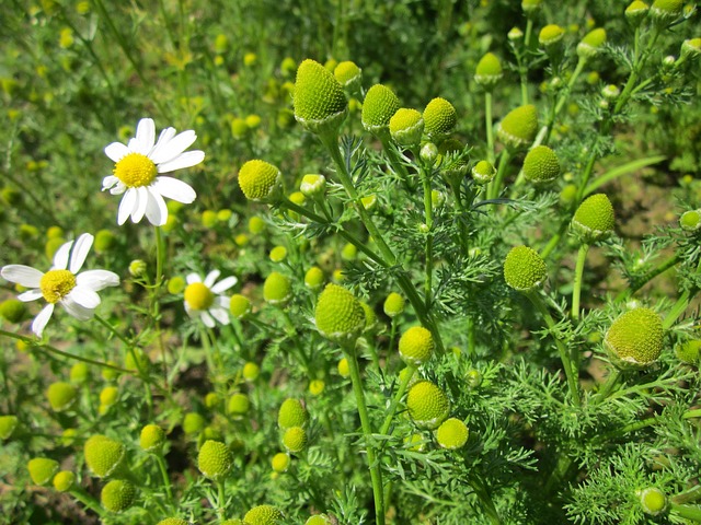 Wild chamomile matricaria discoidea boreal forest medicinal plant