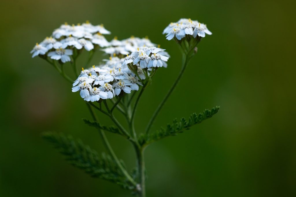 common Yarrow achillea millefolium boreal forest medicinal plant