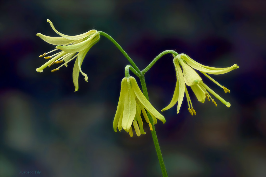 clintonia borealis boreal forest medicinal plant