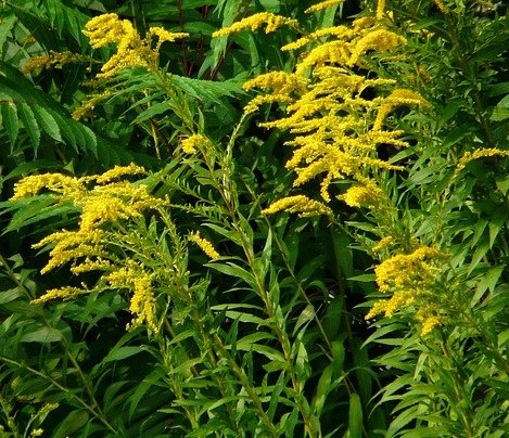 canada goldenrod solidago canadensis boreal forest medicinal plants
