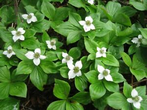 Bunchberry cornus canadensis boreal forest medicinal plants