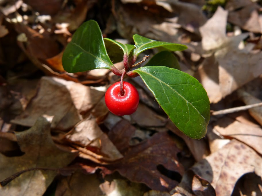 eastern teaberry gaultheria procumbens boreal forest medicinal plant