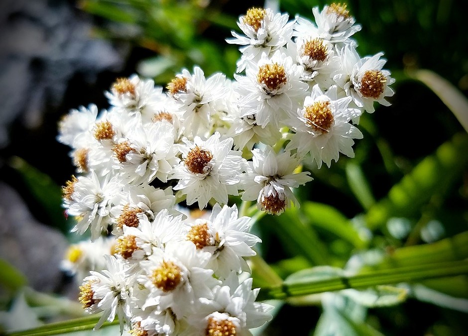 pearly everlasting anaphalis margaritacea boreal forest medicinal plant