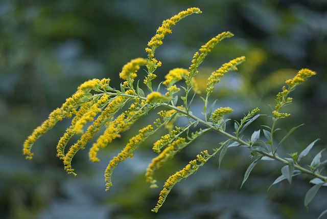 canada goldenrod solidago canadensis boreal forest medicinal plants