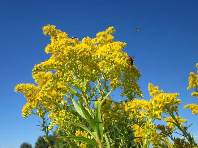 canada goldenrod solidago canadensis boreal forest medicinal plants