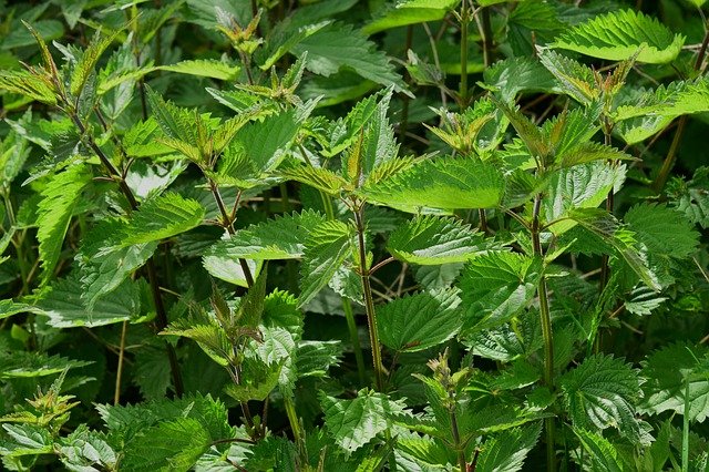 stinging nettle urtica dioica boreal forest medicinal plant