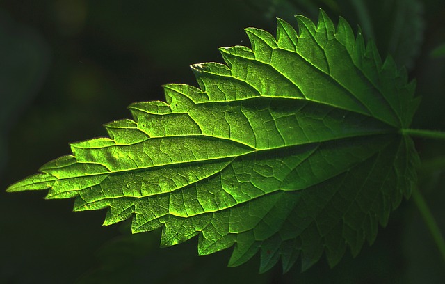 stinging nettle urtica dioica boreal forest medicinal plant