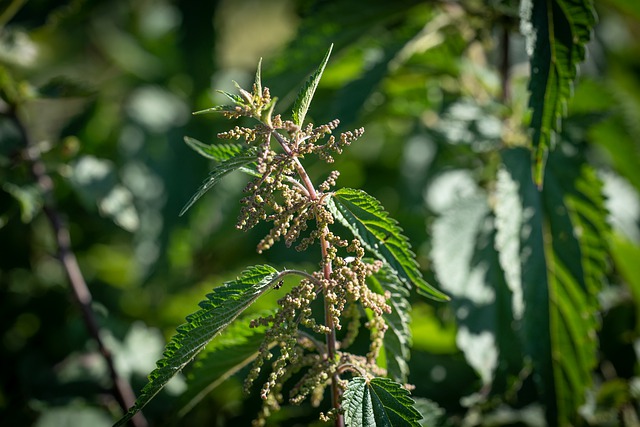 stinging nettle urtica dioica boreal forest medicinal plant