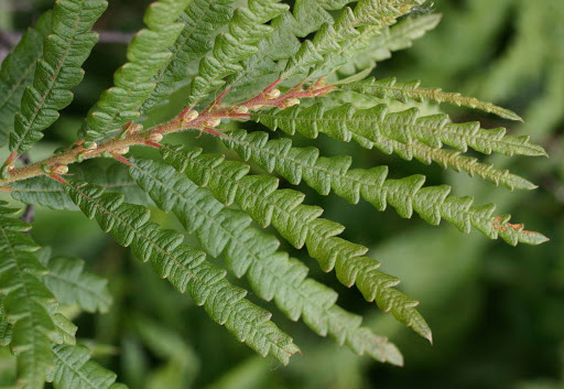 sweetfern comptonia peregrina boreal forest medicinal plants