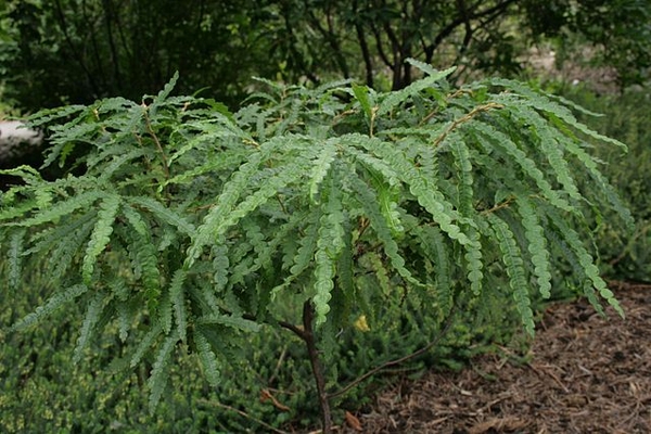 sweetfern comptonia peregrina boreal forest medicinal plants