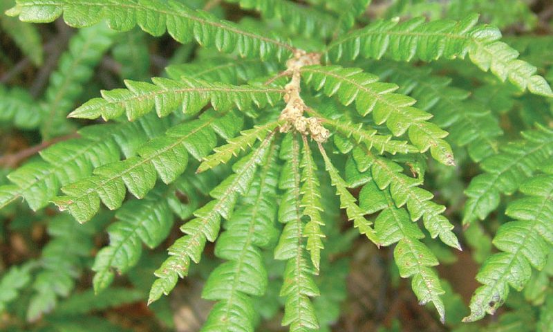 sweetfern comptonia peregrina boreal forest medicinal plants