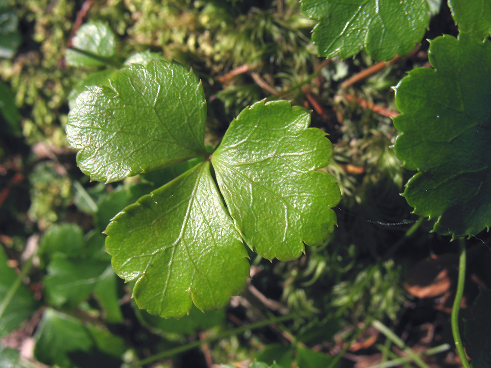 threeleaf goldthread coptis trifolia boreal forest medicinal plant