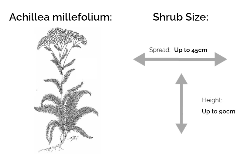 achillea millefolium information chart drawing