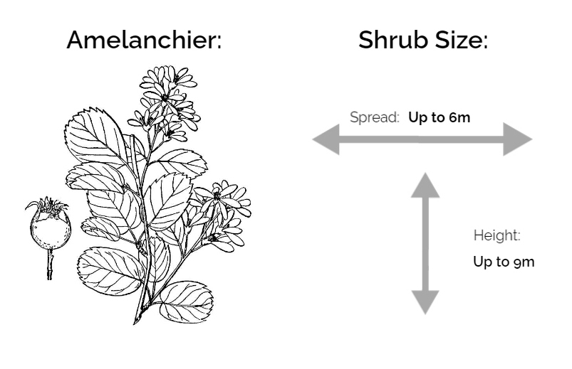 amelanchier information chart drawing