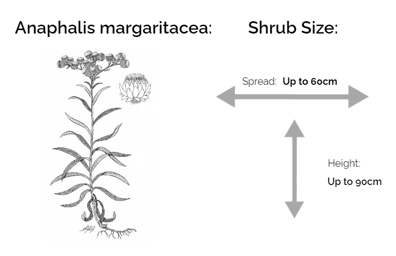 Anaphalis margaritacea information chart drawing