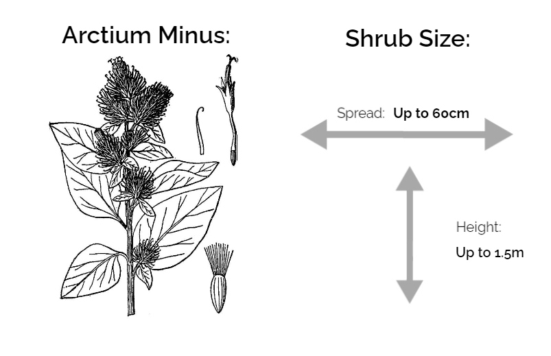 arctium minus information chart drawing