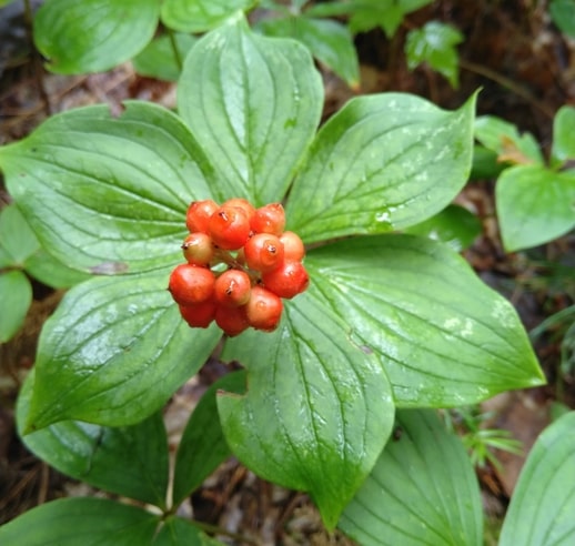 Cornus Canadensis