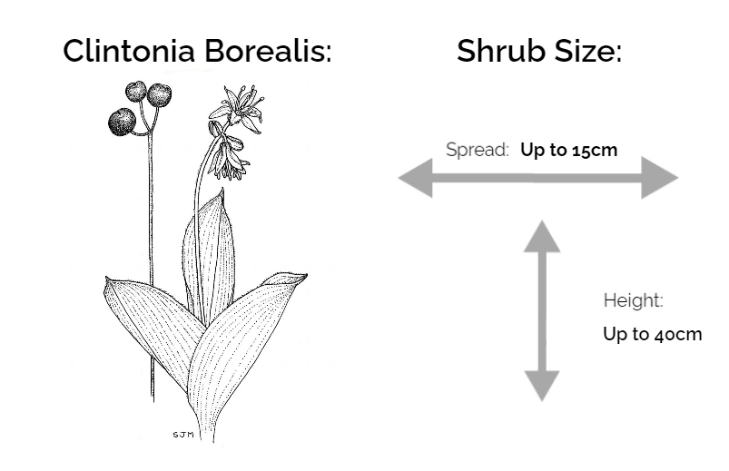 clintonia borealis information chart drawing