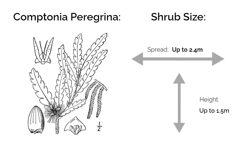 comptonia peregrina information chart drawing