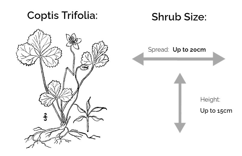 coptis trifolia information chart drawing