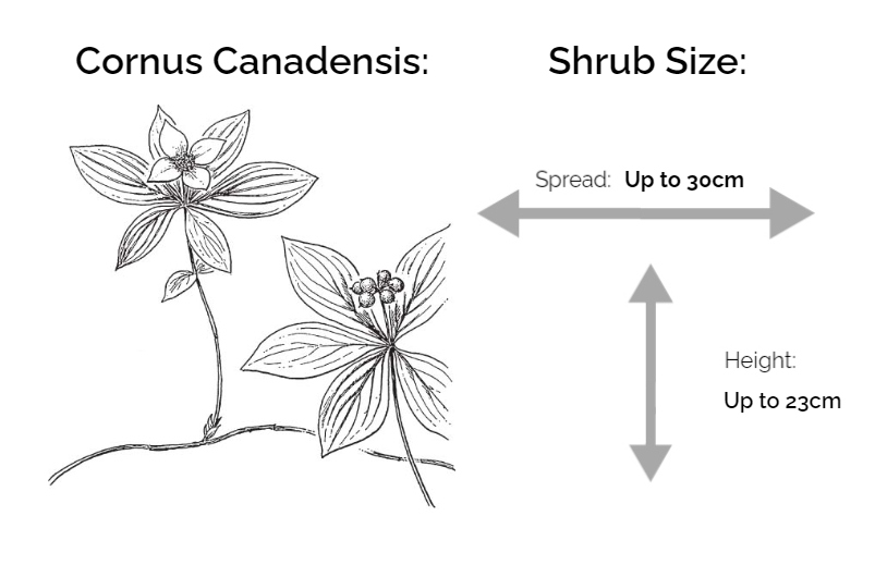 cornus canadensis information chart drawing