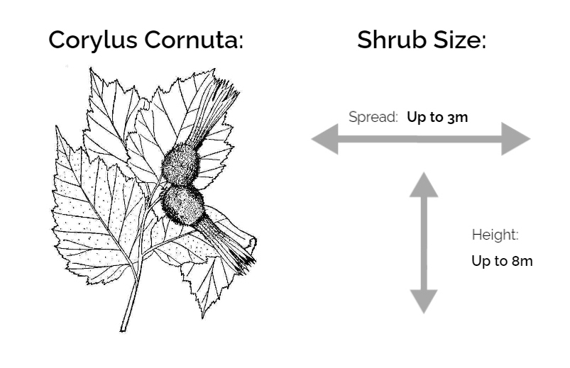 corylus cornuta information chart drawing