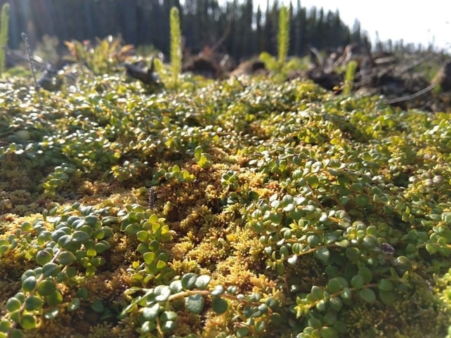 Creeping snowberry gaultheria hispidula boreal forest medicinal plant