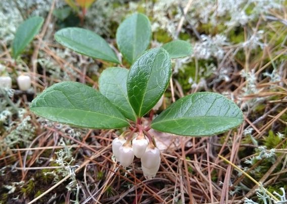 Eastern Teaberry - Gaultheria Procumbens - Boreal Forest Medicinal Plant Flower