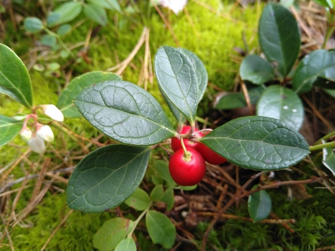 Eastern Teaberry - Gaultheria Procum