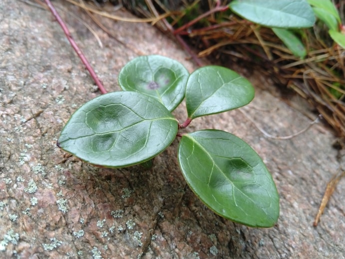 Eastern Teaberry - Gaultheria Procumbens - Boreal Forest Medicinal Plant