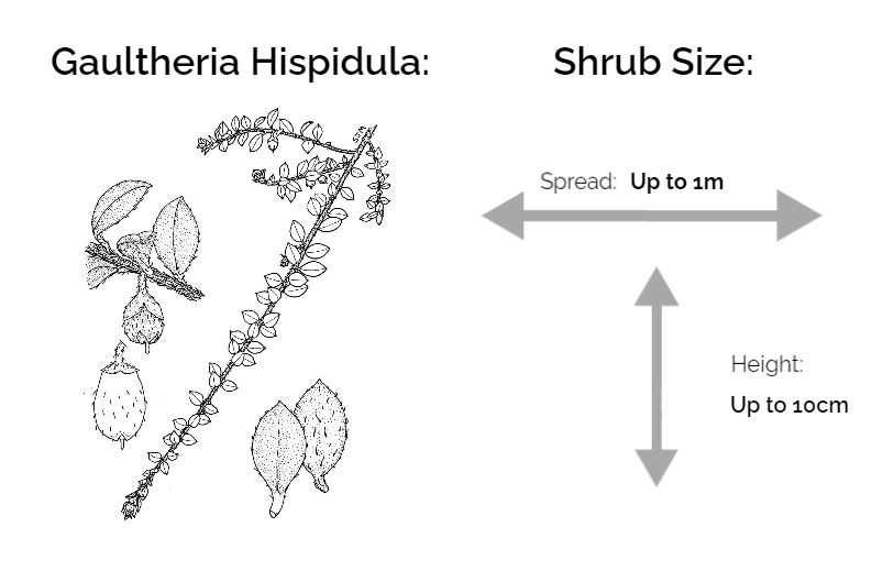 Gaultheria hispidula information chart drawing