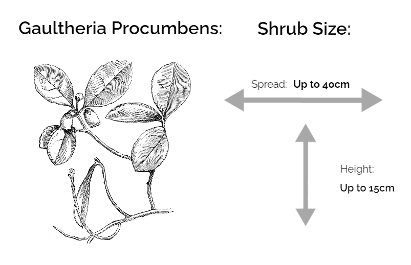 gaultheria procumbens information chart drawing