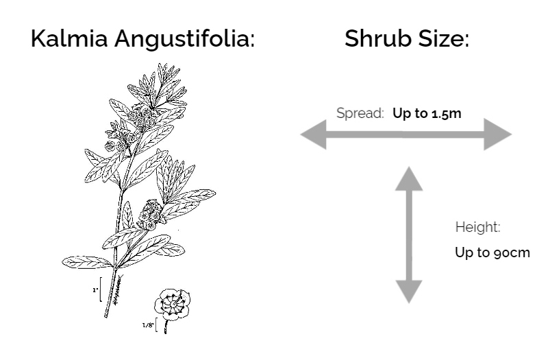 kalmia angustifolia information chart drawing