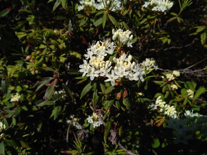 Labrador Tea Flowers - Rhododendron groenlandicum - Boreal Forest Medicinal Plant