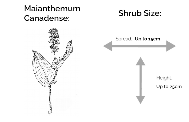 maiantemum canadense information chart drawing