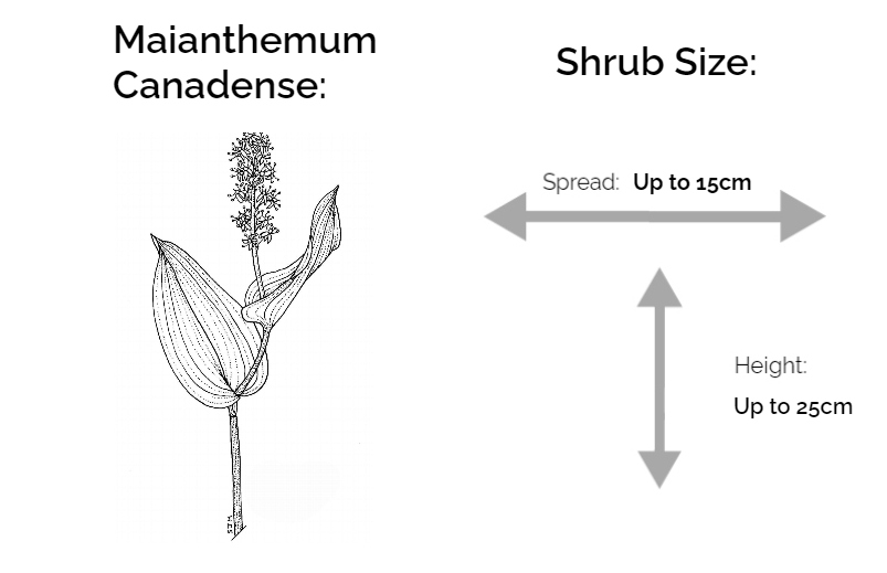 maiantemum canadense information chart drawing