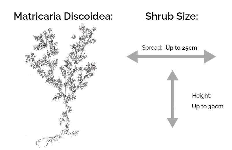 matricaria discoidea information chart drawing