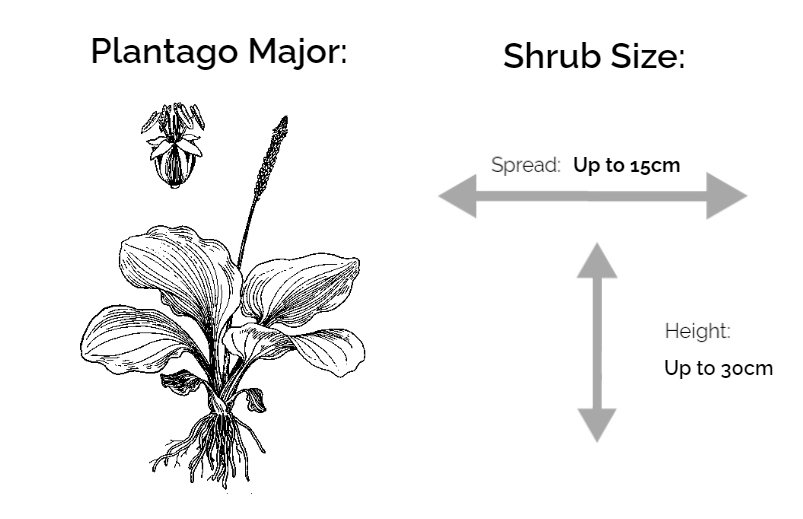 Plantago major information chart drawing